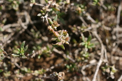 Delosperma uitenhagense