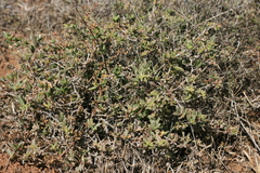 Delosperma uitenhagense