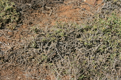 Delosperma uitenhagense