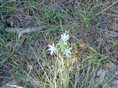 Ornithogalum orthophyllum