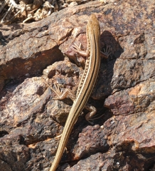 Ctenotus robustus