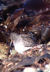 Calidris ptilocnemis