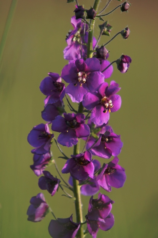 Verbascum phoeniceum