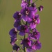 Purple Mullein - Photo (c) Andrej Chudý, some rights reserved (CC BY-NC-SA)