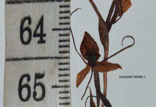 Image of Habenaria diphylla by no rights reserved
