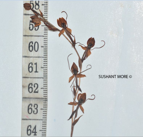 Image of Habenaria diphylla by no rights reserved