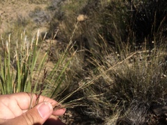 Muhlenbergia polycaulis