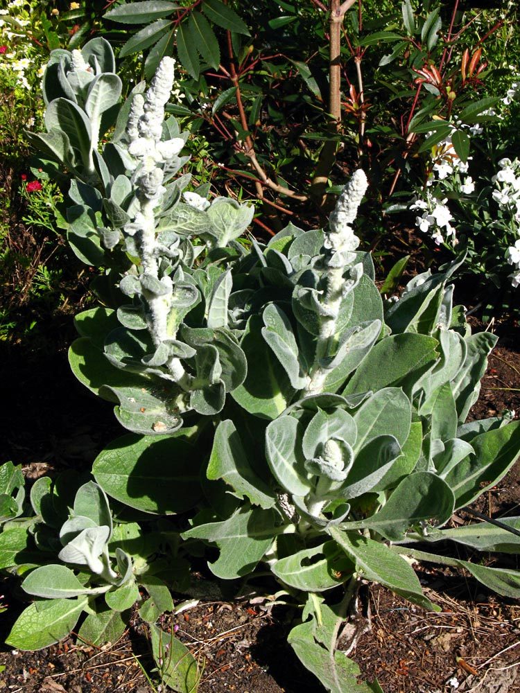 Verbascum bombyciferum