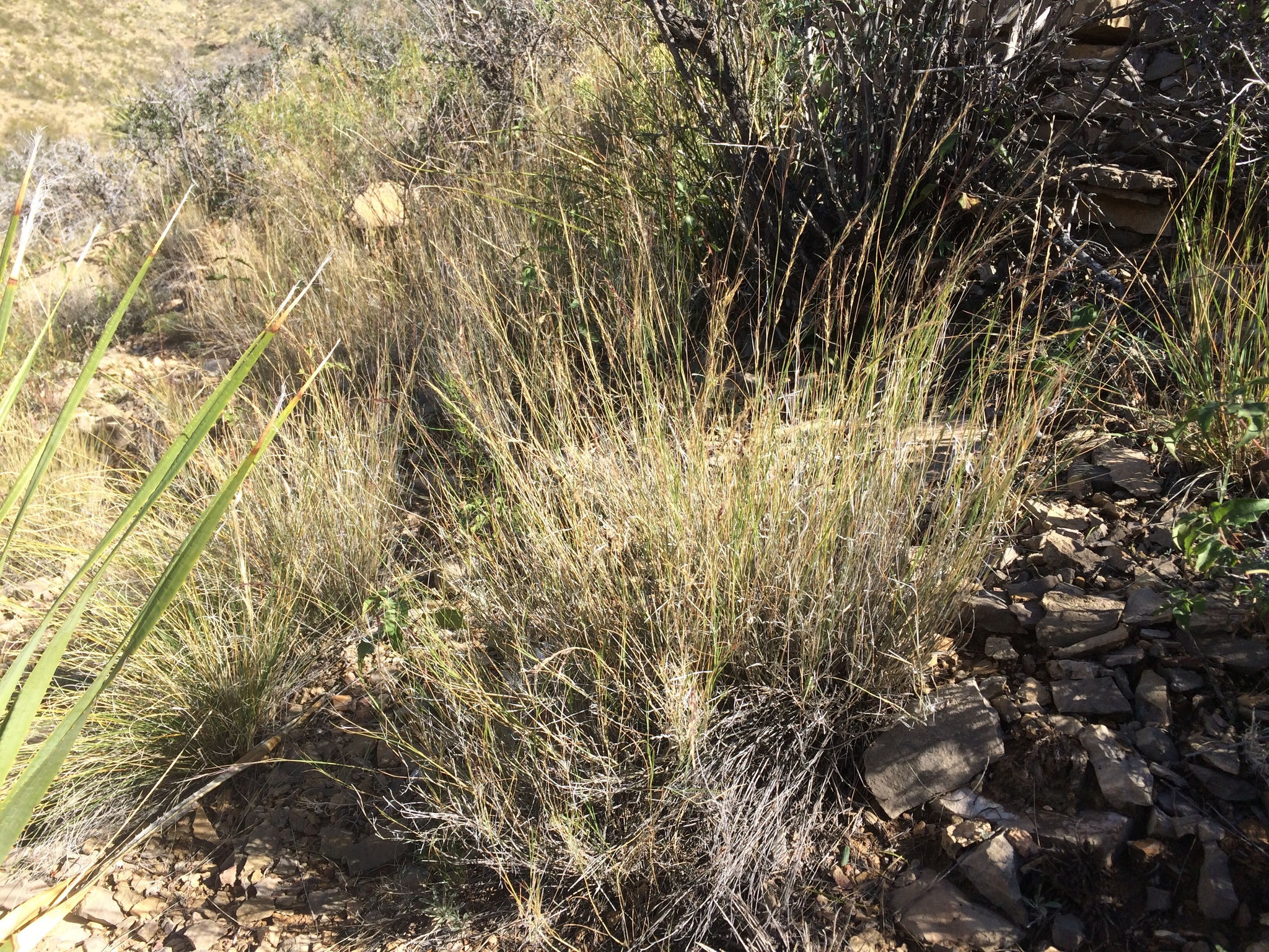 Muhlenbergia polycaulis