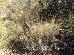 Muhlenbergia polycaulis
