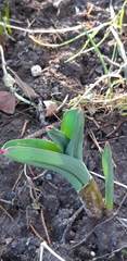 Allium giganteum