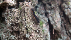 Eilema lurideola