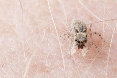 Salticidae
