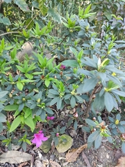 Rhododendron × pulchrum