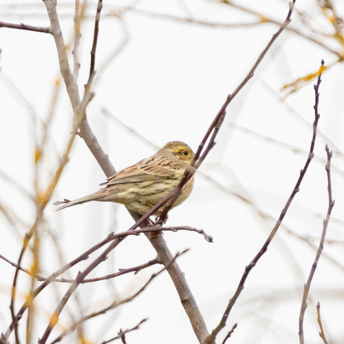 Escribano soteño (Emberiza cirlus)