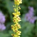 Verbascum chaixii - Photo (c) Nuuuuuuuuuuul,  זכויות יוצרים חלקיות (CC BY)