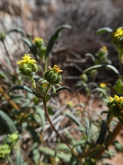 Sigesbeckia australiensis