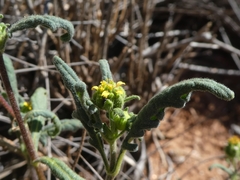 Sigesbeckia australiensis