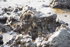 Ostreoidea