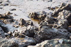 Ostreoidea