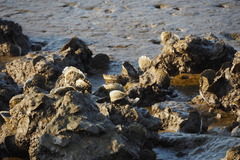 Ostreoidea