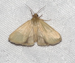 Heliocheilus moribunda