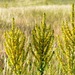 Verbascum speciosum - Photo (c) Nuuuuuuuuuuul,  זכויות יוצרים חלקיות (CC BY)