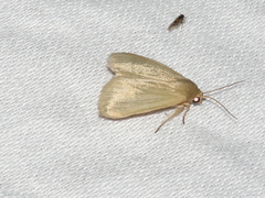 Heliocheilus moribunda