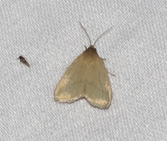 Heliocheilus moribunda