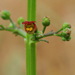 Scrophularia auriculata - Photo (c) José María Escolano, μερικά δικαιώματα διατηρούνται (CC BY-NC-SA)