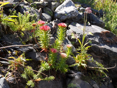 Image of Rhodiola algida by (c) Алексей Логинов, some rights reserved (CC BY)