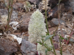 Ptilotus nobilis