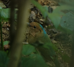 Hydrornis nipalensis