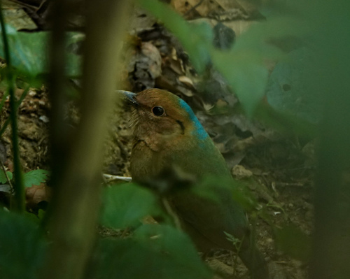 Blue-naped Pitta (Hydrornis nipalensis), photo 10