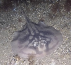 Urolophus cruciatus