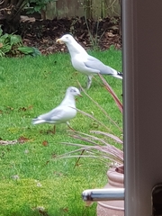 Chroicocephalus ridibundus