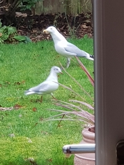 Chroicocephalus ridibundus