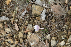 Colchicum triphyllum