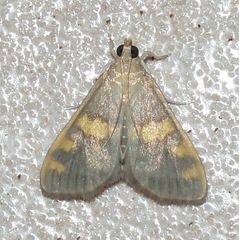 Rehimena surusalis