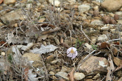 Colchicum triphyllum