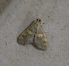 Rehimena surusalis