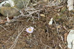 Colchicum triphyllum