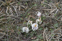 Colchicum triphyllum