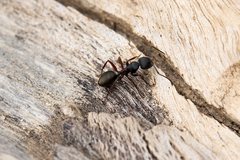 Camponotus chalceus