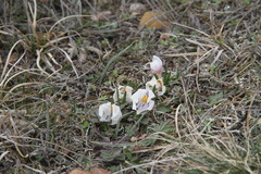 Colchicum triphyllum