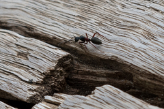 Camponotus chalceus