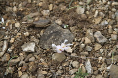 Colchicum triphyllum