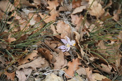 Colchicum triphyllum