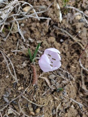 Colchicum triphyllum