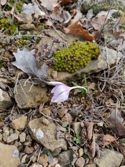 Colchicum triphyllum